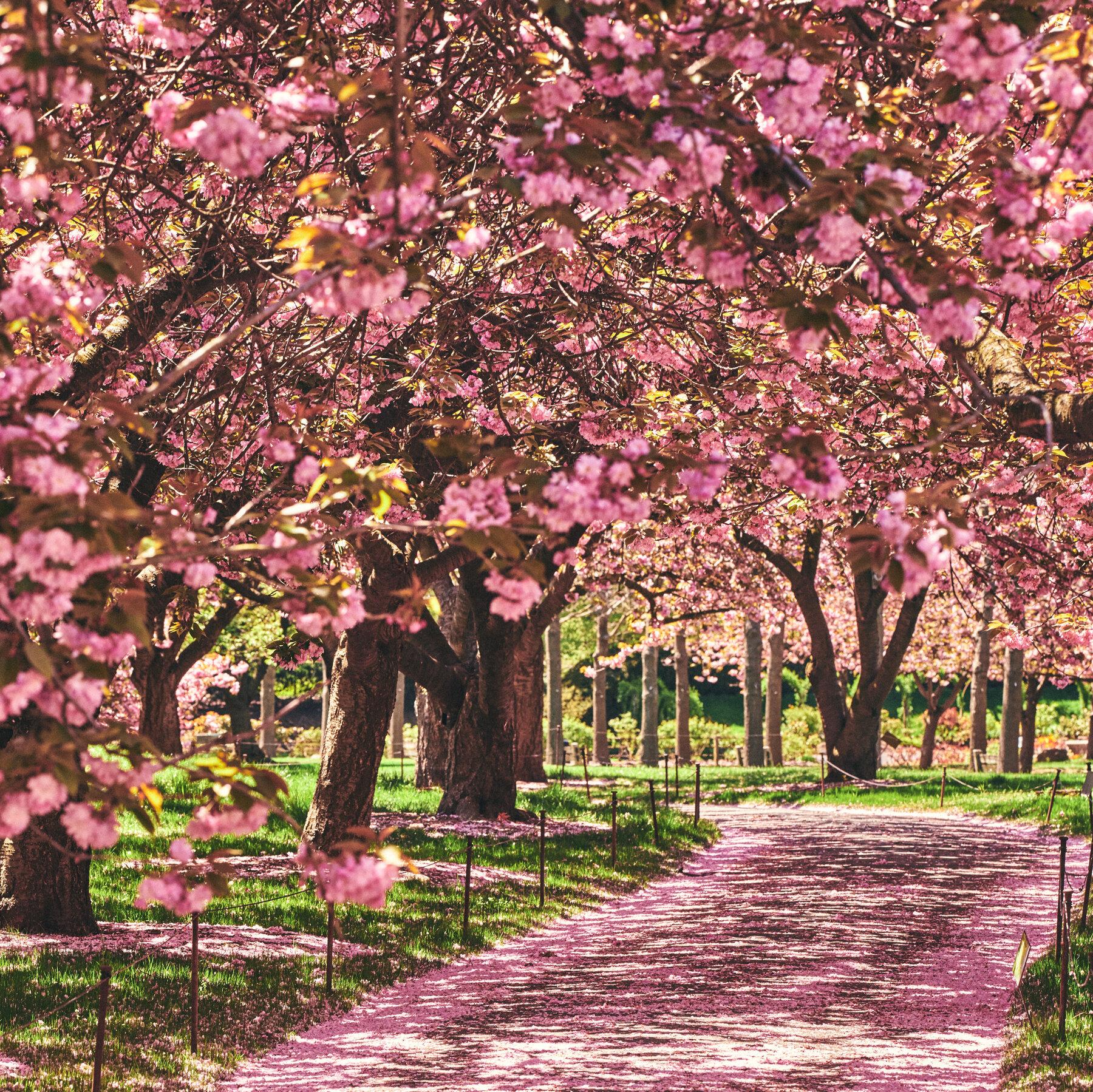 🏞️ 물 나뉘는 공원 (미와카레 공원) 이미지 5